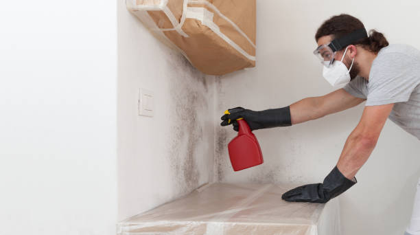 Professional Black Mold Removal technician working in Ashton, MD