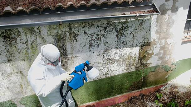 Trusted Black Mold Removal service in Ashton, MD - Cheap Mold Removal